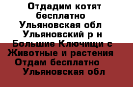 Отдадим котят бесплатно - Ульяновская обл., Ульяновский р-н, Большие Ключищи с. Животные и растения » Отдам бесплатно   . Ульяновская обл.